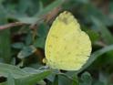 Eurema blanda citrina (Three-spot Grass Yellow).JPG